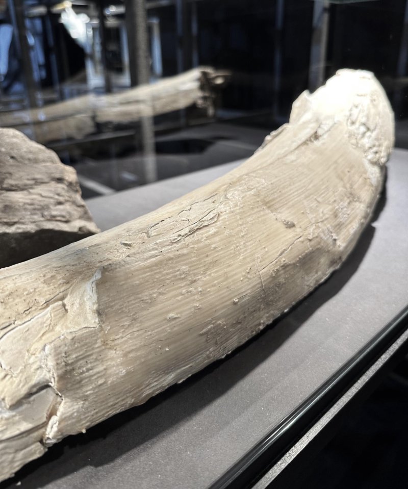 Fundstücke aus dem Murnauer Moos und seiner Umgebung
